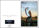 Barn Owl Early Morning