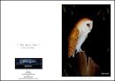 Barn Owl Roosting