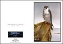Peregrine Falcon