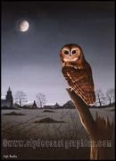 Tawny Owl