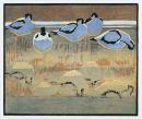 Avocet Reflections