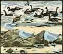 Brents and Common Gulls 