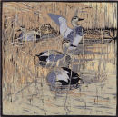 Gadwalls
