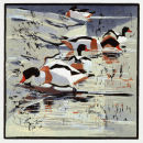 Shelducks