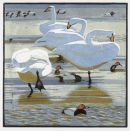 Whooper swans