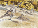 Whimbrel and Rabbits
�450.00