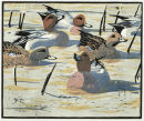 Wigeon