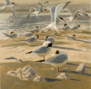 Common Terns and Black-headed Gulls
�890.00 
SOLD