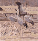 Cranes on Stubble
�450.00 