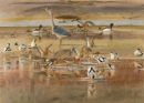 Godwits, Avocets, Heron and Shelducks
�950.00 
SOLD