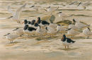 Sandwich Terns and Oystercatchers 
SOLD