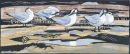Sandwich Terns