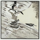 Society of Wildife Artists Exhibition