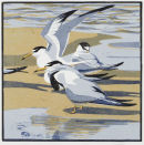 Little Tern