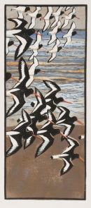 Oyster catchers