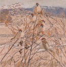 Tree Sparrows
�990.00
SOLD