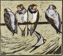 Young Swallows    