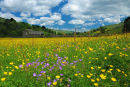 Swaledale meadow