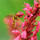 Hoverfly