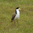 Spur winged Plover.