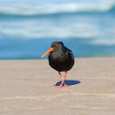 A cross legged Oyster Catcher