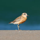 New Zealand Dotterel. 