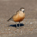 New Zealand Dotterel