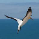 Gannet in flight