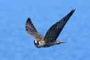 Peregrine Falcon