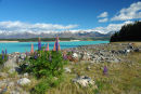 Lupins and mountains