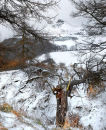 Roseberry in the snow