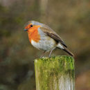 Friendly Robin