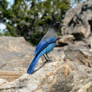Steller's Jay