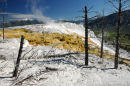 Dead trees at Mammoth Hot Springs