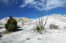 Dead trees at Mammoth Hot Springs