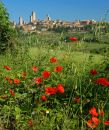 Tuscany poppies