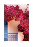bougainvillia
