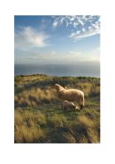 grazing lamb