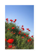 poppies 2