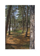 skala pines 4