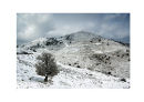 snowy tree 2