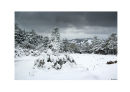 snowy tree 3