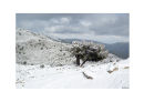 snowy tree
