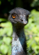 Emu
