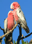 Galahs