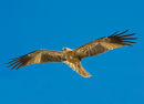 Hawk Adelaide River NT