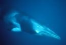 Whale
