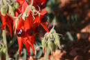Desert-Pea
