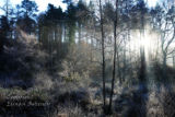 Winter Morning. Dromahair. Co. Leitrim
