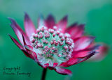 Astrantia
